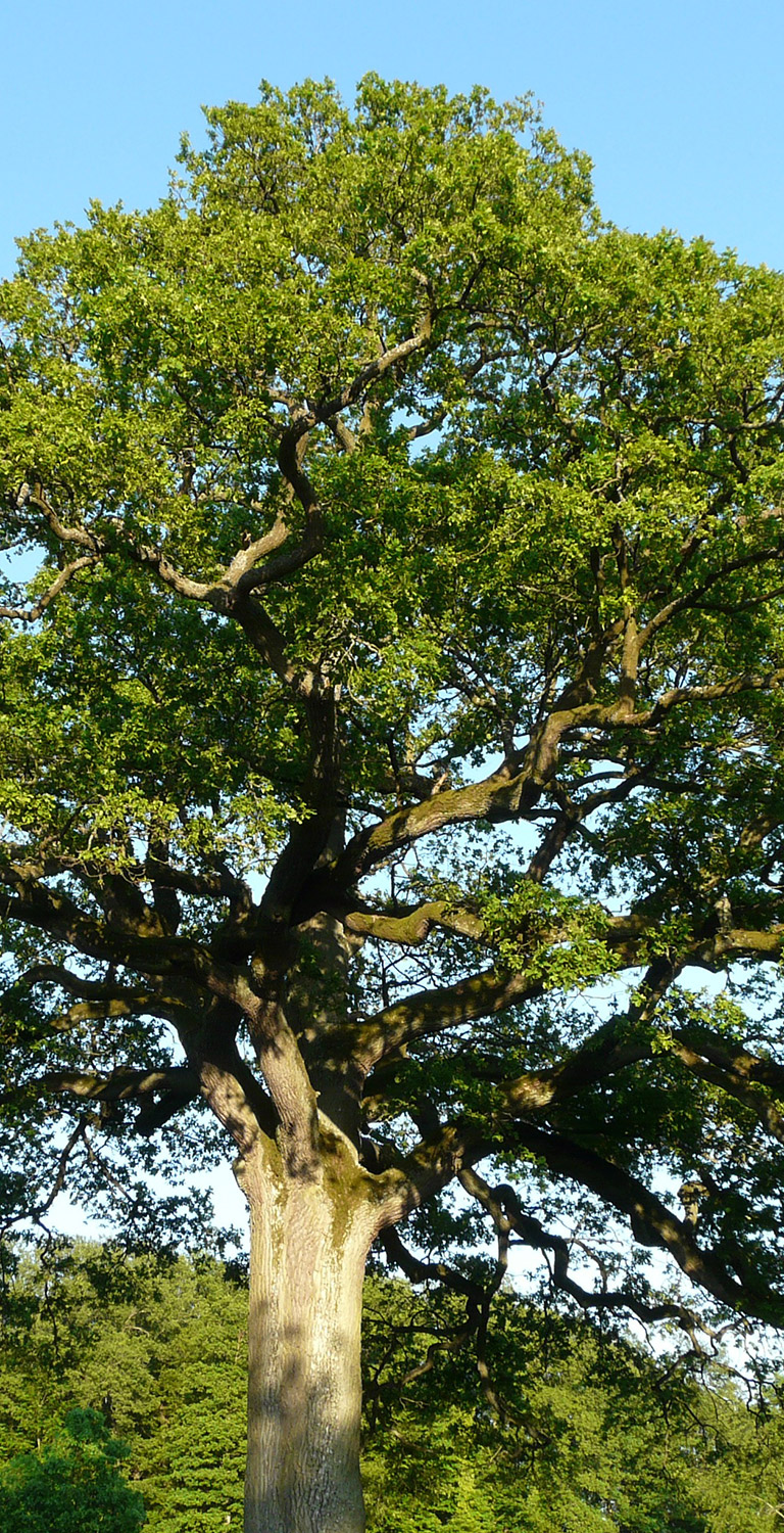 Pianta Turkey oak