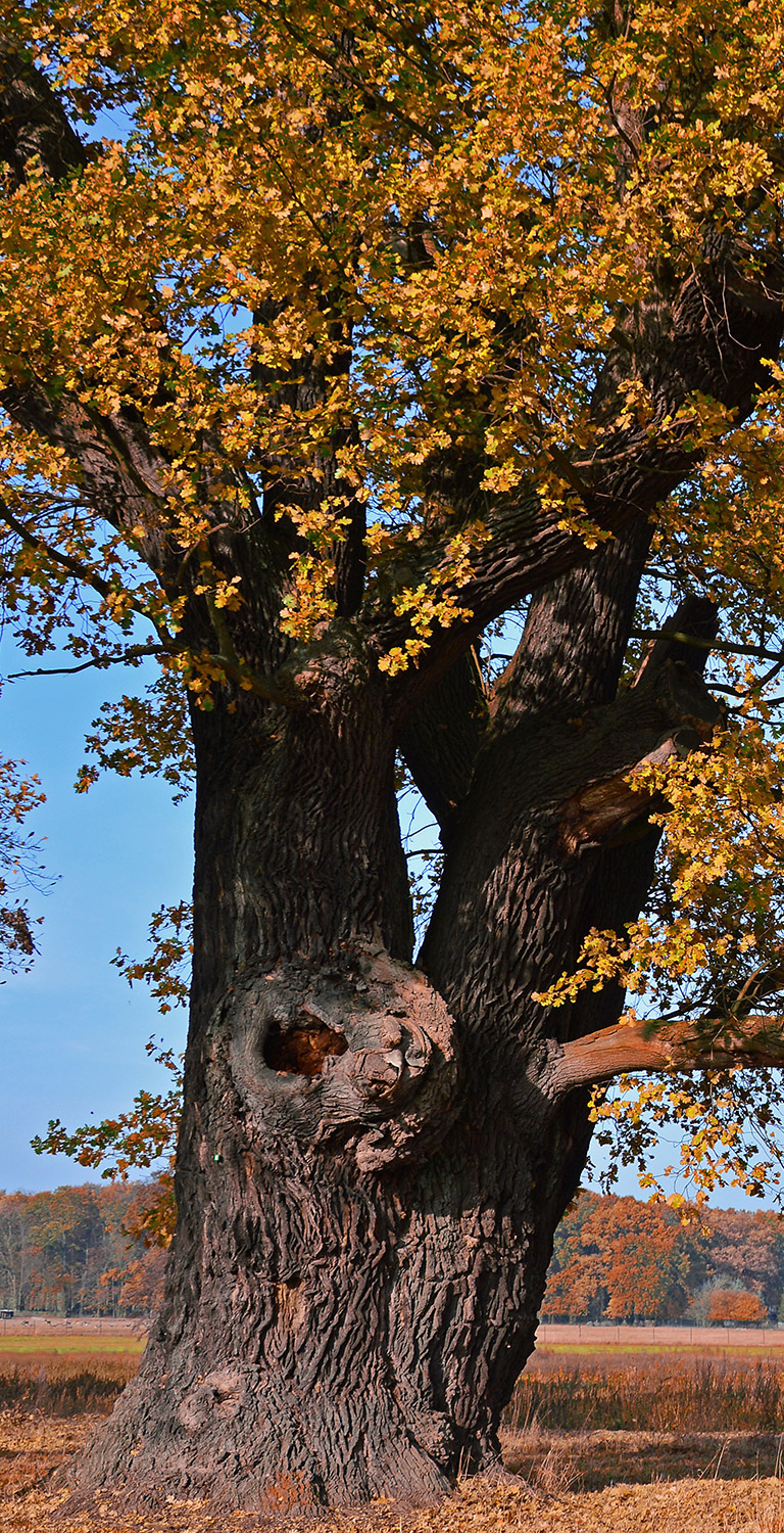 Pianta Oak