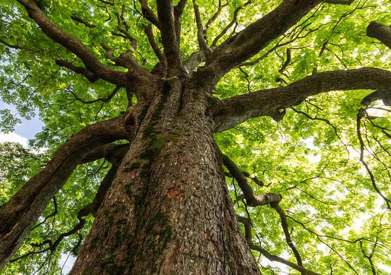 Parquet: tutto comincia dall’albero, per questo ha molto da raccontare 