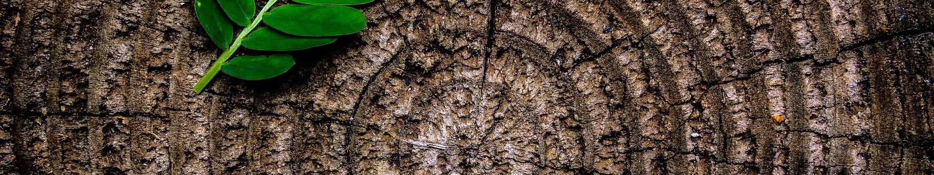 Parquet: tutto comincia dall’albero, per questo ha molto da raccontare